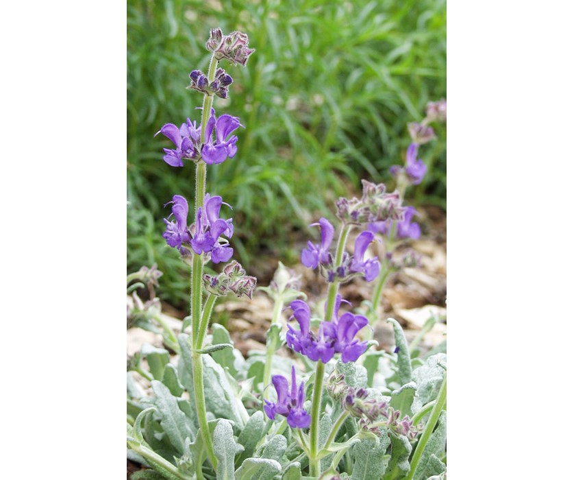 Platinum Sage